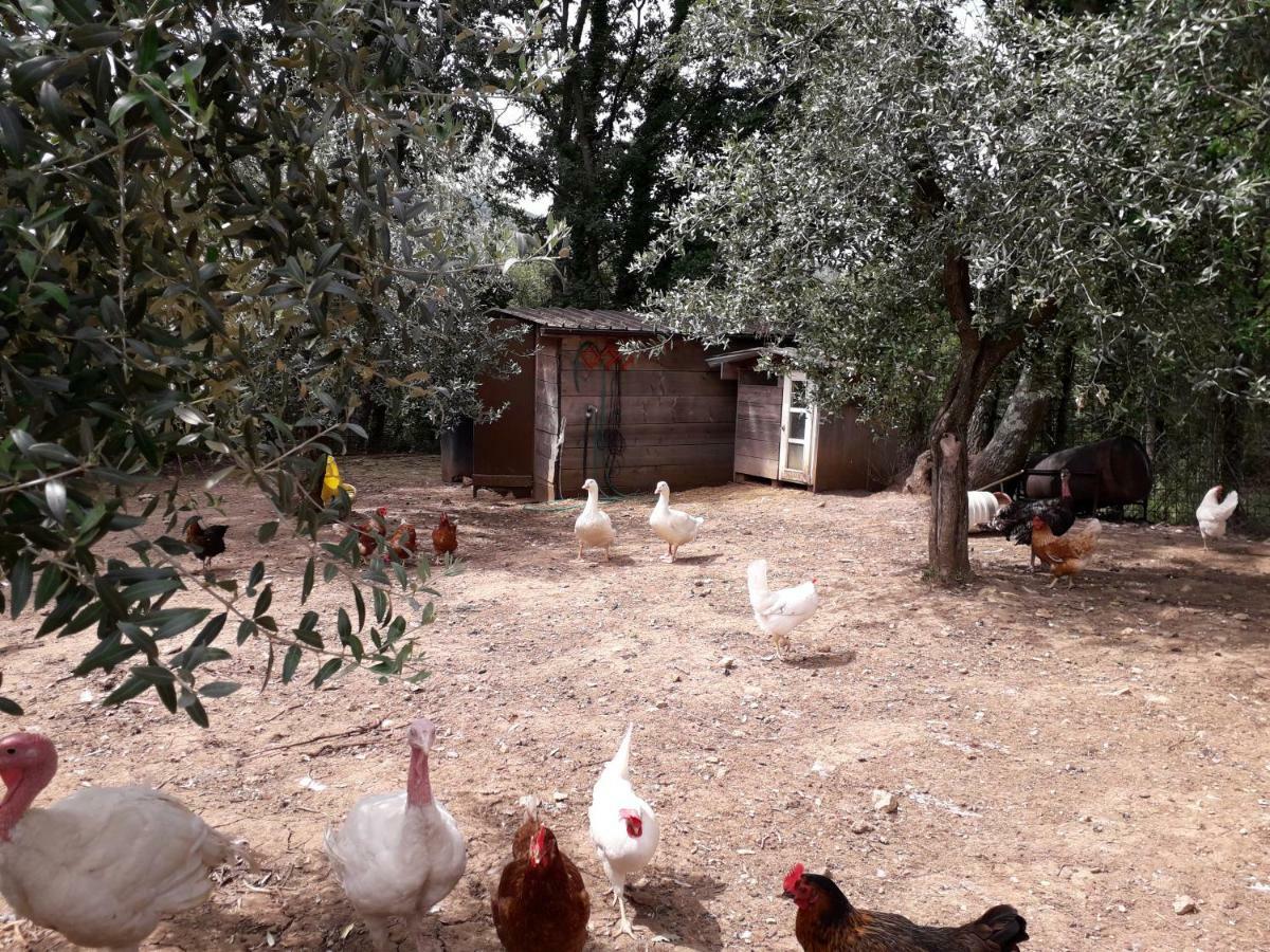 Alle Preci Country House Santa Restituta 外观 照片