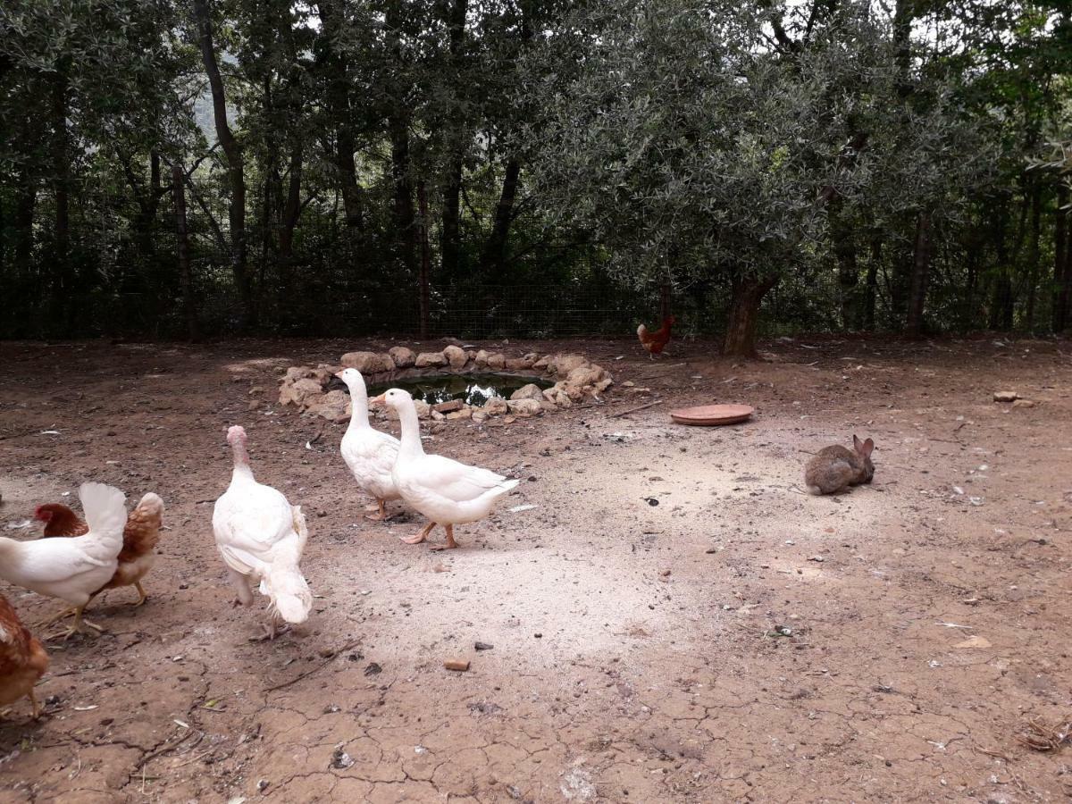 Alle Preci Country House Santa Restituta 外观 照片